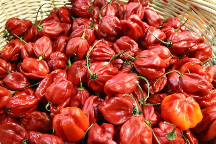 Piment Antillais