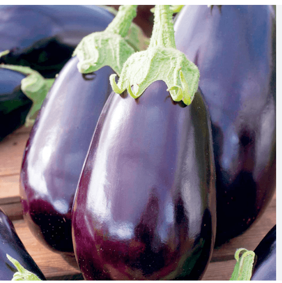 Aubergine Black Beauty