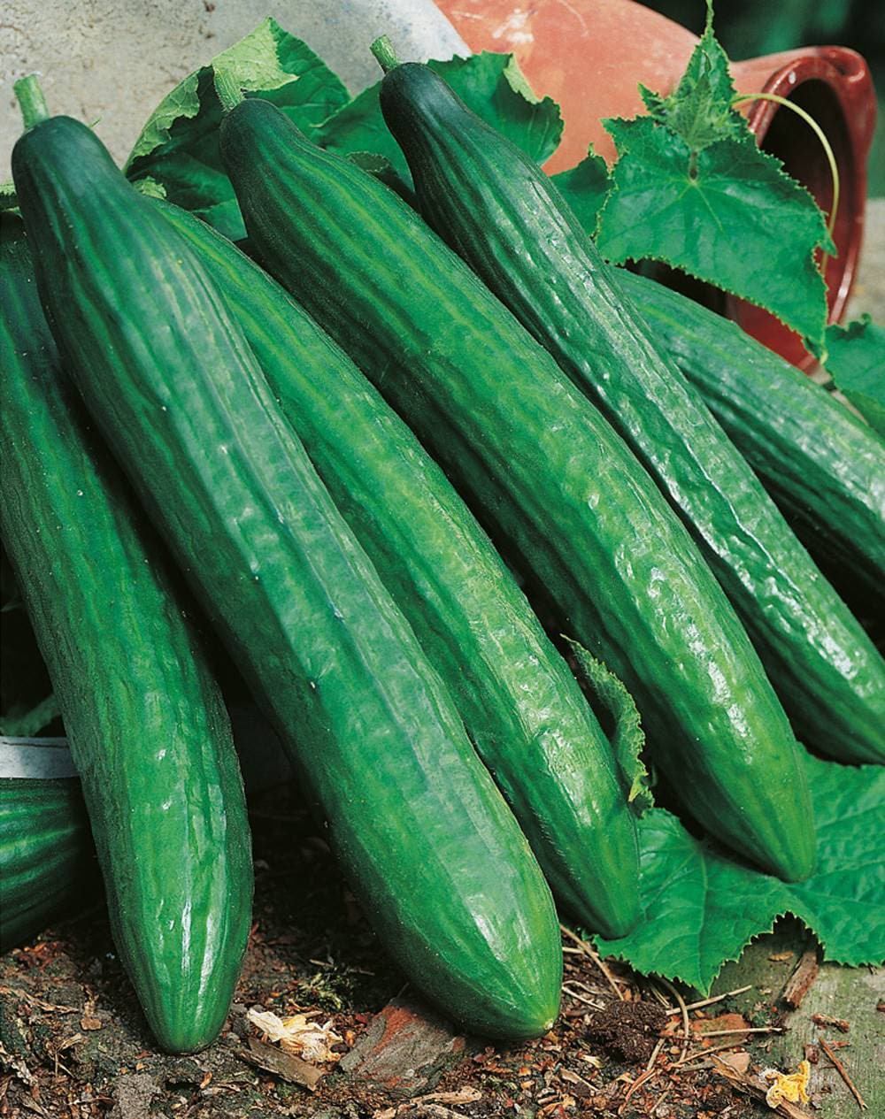 Concombre Vert Long