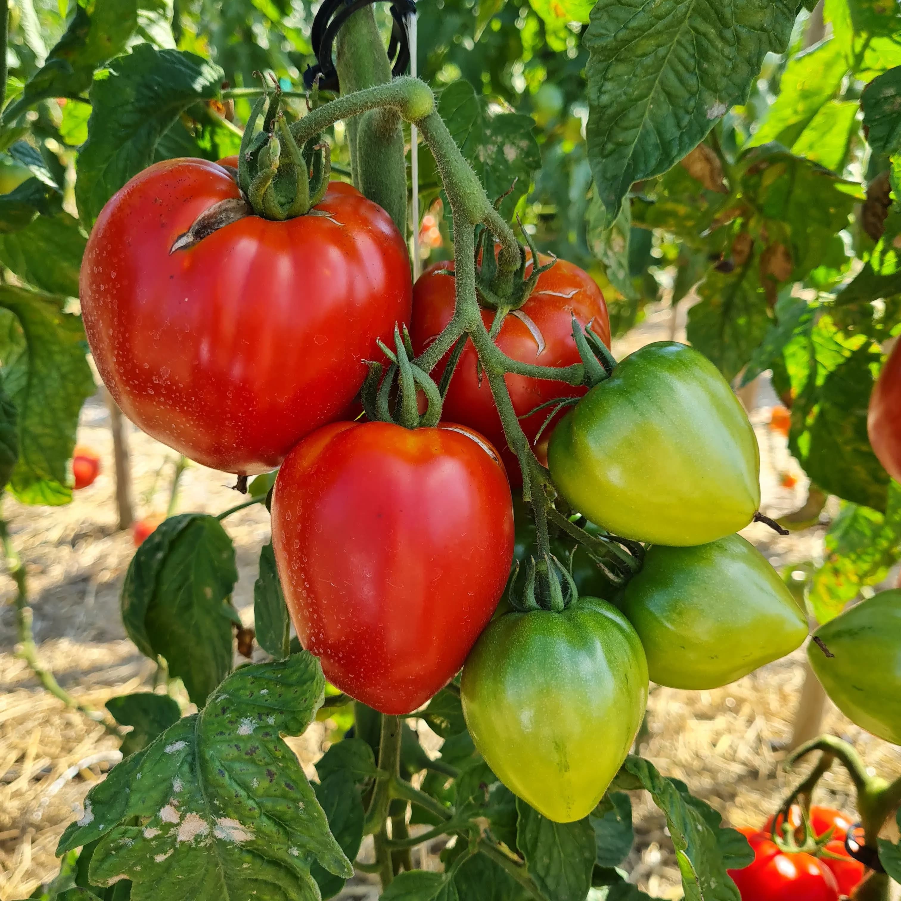 Tomate Coeur de Boeuf