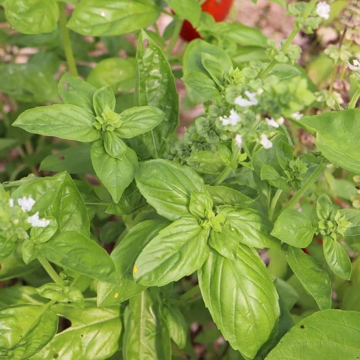 Basilic Grand Vert